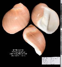 Polinices hepaticus image