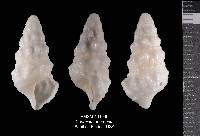 Cerithium eburneum image