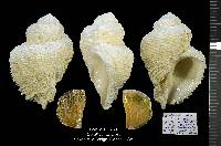 Coralliophila erosa image