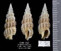 Cerithium muscarum image