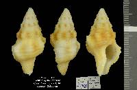 Hemipolygona carinifera image