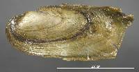 Leptodea leptodon image