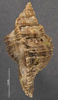 Chicoreus capucinus image