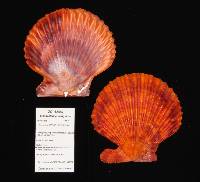 Mimachlamys sanguinea image