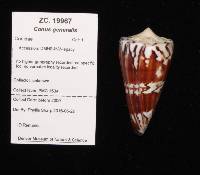 Conus generalis image