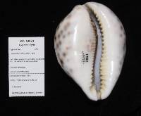 Cypraea tigris image