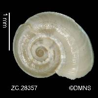 Cyclostremiscus tricarinatus image