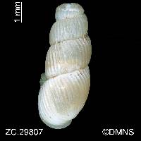 Truncatella caribaeensis image