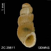 Truncatella pulchella image