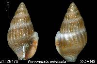 Parvanachis ostreicola image