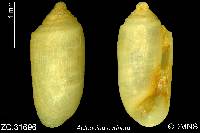 Acteocina carinata image
