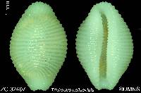 Trivirostra pellucidula image