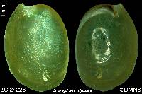 Smaragdinella calyculata image