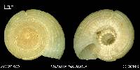 Heliacus bisulcatus image