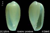 Hyalina cylindrica image