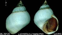 Echinolittorina hawaiiensis image