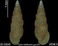 Pyramidelloides gracilis image