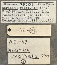 Neritina usnea image
