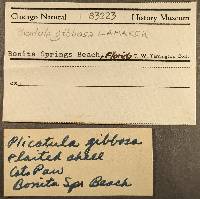 Plicatula gibbosa image