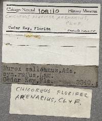 Chicoreus florifer image