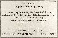 Crepidula fornicata image
