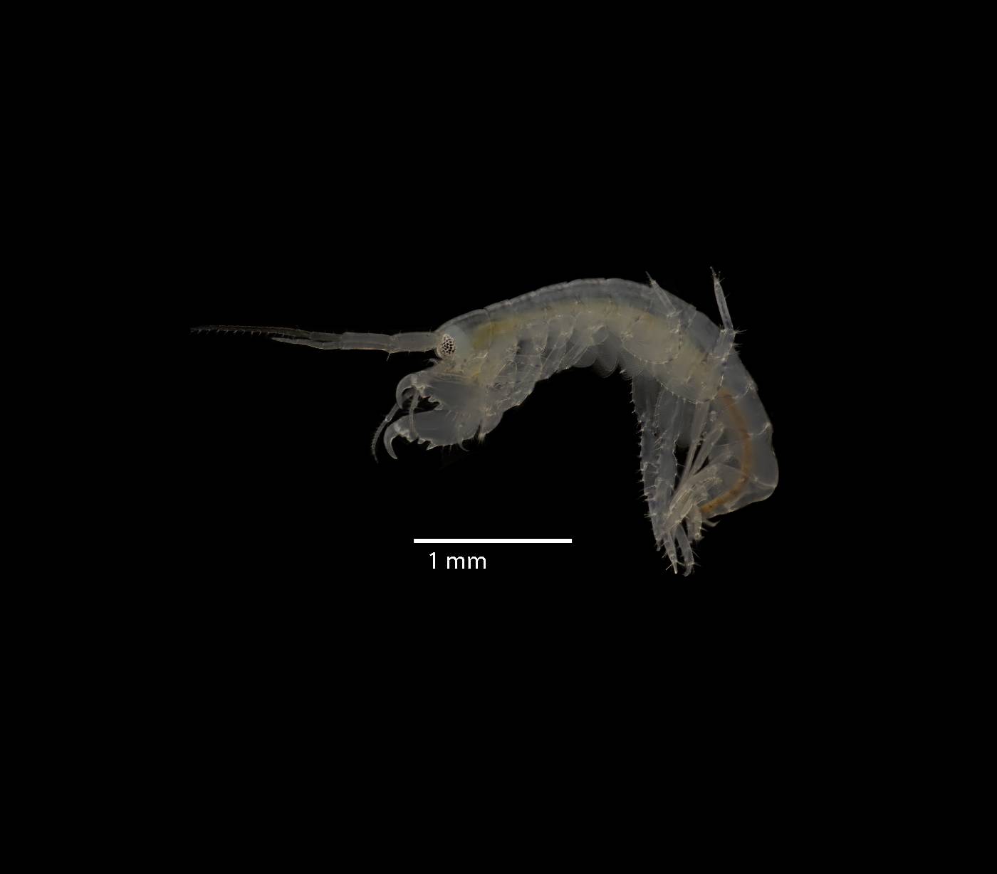 Elasmopus longipropodus image
