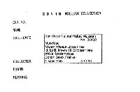 Murex tribulus image