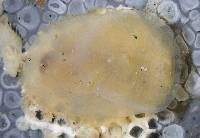 Ascidia columbiana image