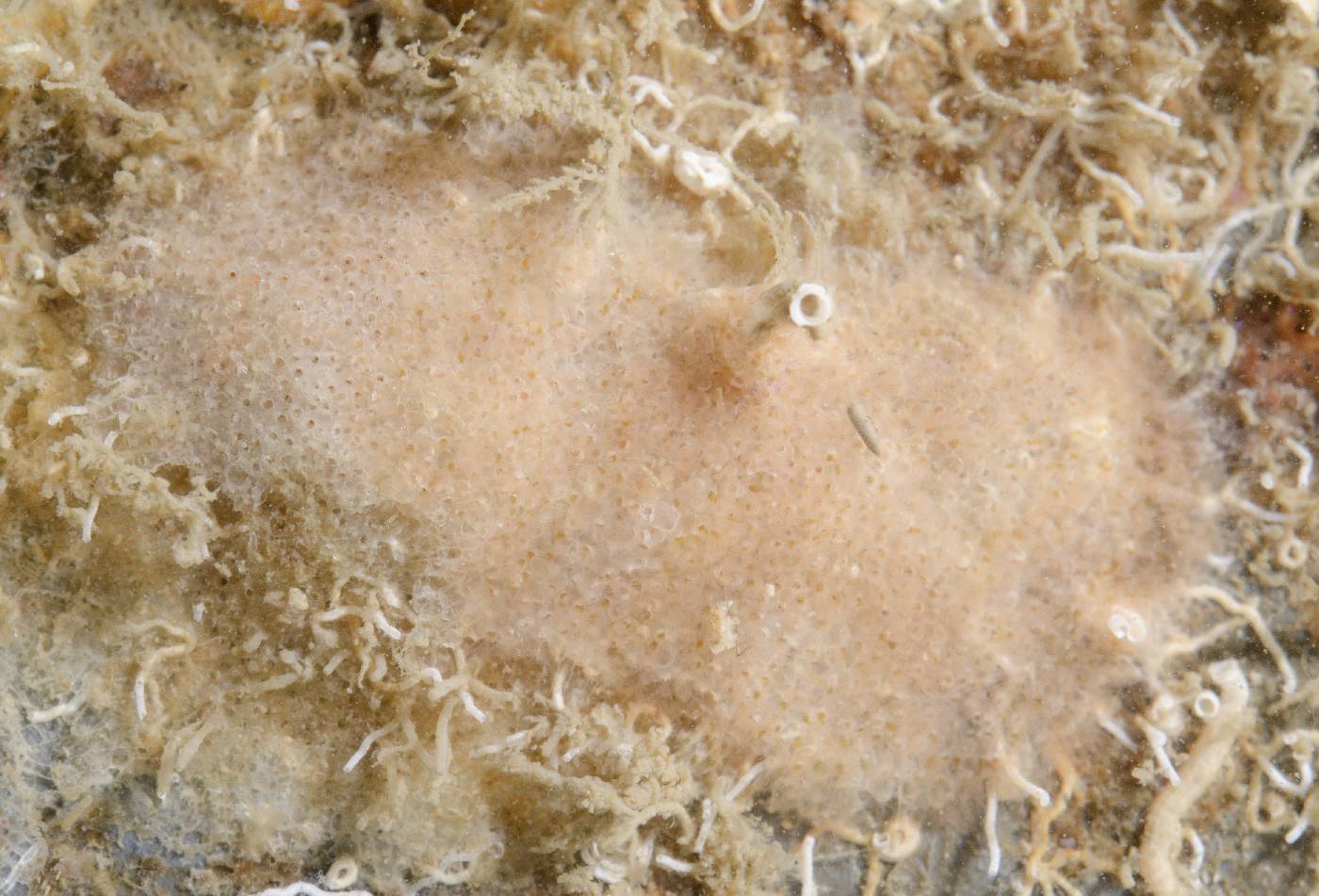 Celleporaria inaudita image