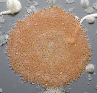 Porella porifera image