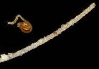 Mooreonuphis dangrigae image