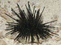 Echinothrix diadema image