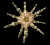 Plococidaris verticillata image