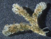 Dendrobeania lichenoides image