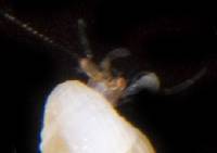 Pygmaeopagurus hadrochirus image