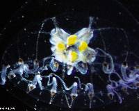 Proboscidactyla ornata image