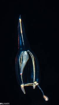 Corymorpha gracilis image