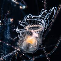 Turritopsis nutricula image