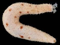 Holothuria arenicola image