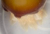 Crambionella orsini image