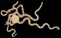 Ophiostigma isocanthum image