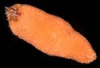 Euthyonacta solida image