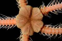 Ophiocamax fasciculata image