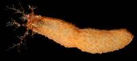 Euthyonacta solida image