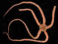 Ophiocamax fasciculata image
