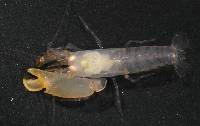 Synalpheus hastilicrassus image