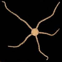 Ophiostigma isocanthum image