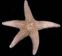 Pisaster brevispinus image