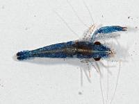 Pontoniopsis comanthi image