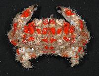 Paractaea rufopunctata image